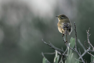 This adorable photo captures the essence of a common chiffchaff bird looking up with its big round eyes, surrounded by soft colors and beautiful light. 