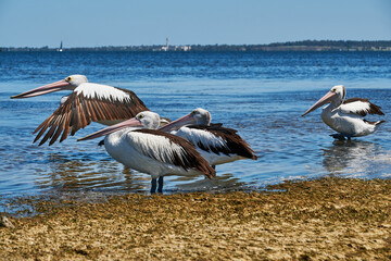 Australian Pelicans At Avalon Beach, The Australian pelican is a large waterbird in the family Pelecanidae, widespread on the inland and coastal waters of Australia and New Guinea, 