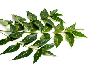 Fototapeta na wymiar Medicinal neem leaf on white background. Azadirachta indica.