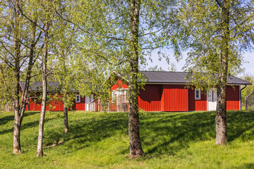 Fototapeta na wymiar Birch grove with red Holiday cottages