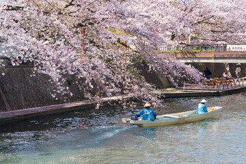 桜満開のお堀を行く船（水の都　大垣市）