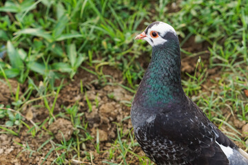 Beautiful pigeon on the grass background