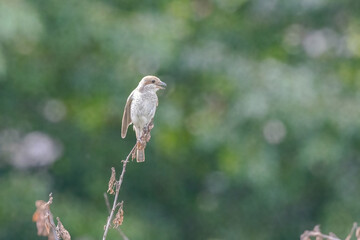 bird on a branch