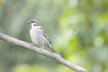 female house sparrow on branch