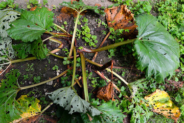 Plants de rhubarbe en automne