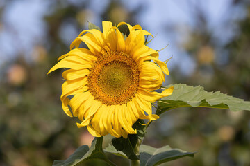 Fototapeta premium sunflower in the field