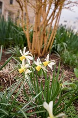 Narcissus in a garden 