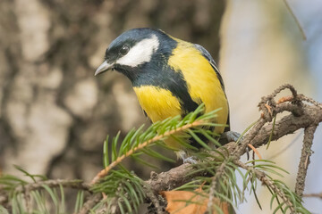 titmouse on a branch