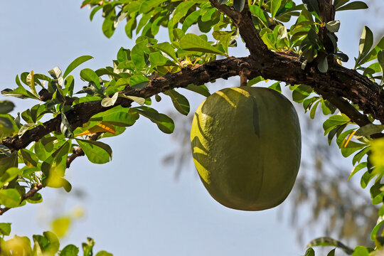 Calebasse en gros plan 