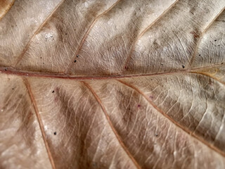 The texture of dry brown leaves is patterned and rough.