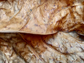The texture of dry brown leaves is patterned and rough.