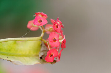 Euphorbia milii