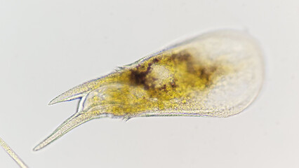 Ceratium praelongum, a marine phytoplankton belonging dinoflagellate group. Lugol-preserved sample.