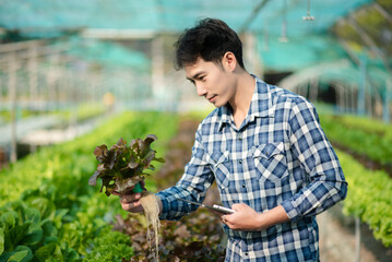 Asian male farmer working early on farm holding wood basket of fresh vegetables and tablet.