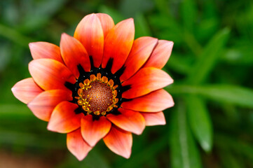 Gazania en gros plan