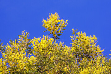 Bright yellow flowers of Acacia dealbata tree  against blue sky