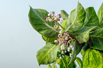 Pommier de Sodome aussi appelé arbre à soie