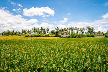 Fototapeta na wymiar panoramic view of rice terrace field in bali, indonesia