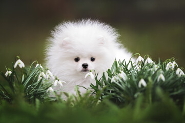 cute fluffy pomeranian spitz puppy portrait outdoors with snowdrop flowers