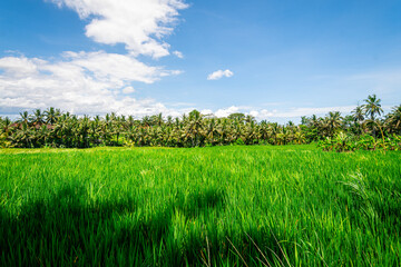 panoramic view of rice terrace field in bali, indonesia