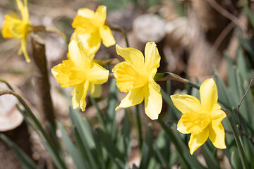 水仙が並んでいる　Narcissus Flower