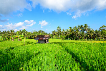 panoramic view of rice terrace field in bali, indonesia