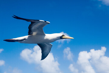Nazca Booby Sula granti flies beautifully close in the blue sky.