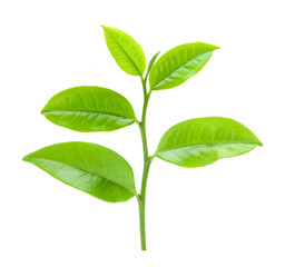 Naklejka na ściany i meble Tea leaf on white background_ Tea leaf png image_ Green tea leaf png image