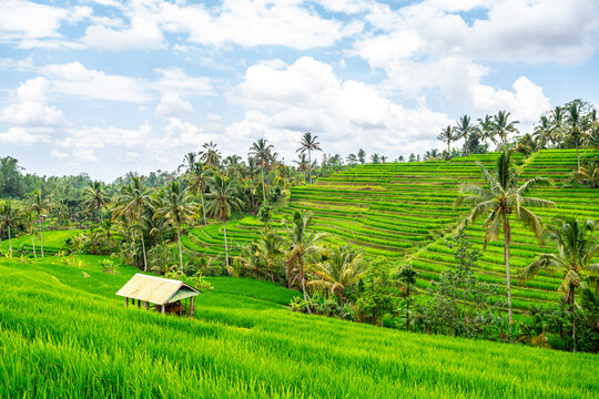panoramic view of rice terrace field in bali, indonesia