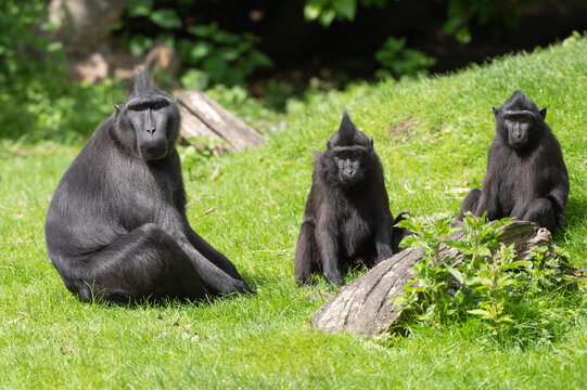 Famille de singes