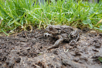 Closeup on a female European common toad, Bufo bufo sitting on the ground and grass in the garden