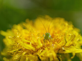 Macro photo of a Great Green Bush Cricket (Tettigonia viridissima) feeding on a yellow dandelion