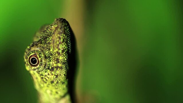 Gecko curious in the jungle