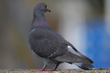 rock dove closed up