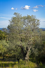 Paysage de la région Toscane en Italie