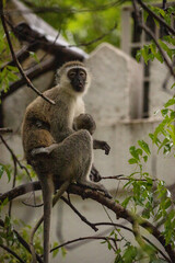 Naklejka na ściany i meble Monkeys in a hotel looking for food. Cheeky monkeys on a thief tour, Mombasa, Kenya Africa