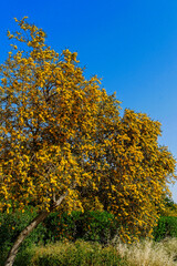 Naklejka premium Mimosa