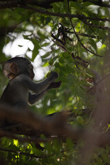 Little baby monkey in the tree looking for fruit. Cute little animal sitting in the tree, monkeys, Mombasa, Kenya Africa