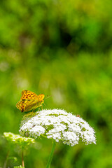 Papillon Tabc d'Espagne