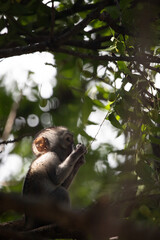 Little baby monkey in the tree looking for fruit. Cute little animal sitting in the tree, monkeys, Mombasa, Kenya Africa