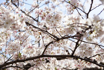 満開の桜　ソメイヨシノ