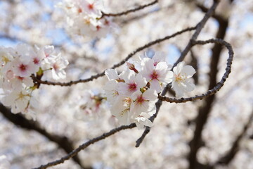 満開の桜　ソメイヨシノ