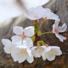 満開の桜　ソメイヨシノ