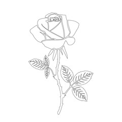 Beautiful flowers roses. Vector rose Artline. Continuous line drawing. Vector illustration.