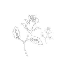Beautiful flowers roses. Vector rose Artline. Continuous line drawing. Vector illustration.
