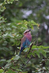 Lilac-breasted roller with head looking up to the right, sitting on a branch between luscious green leaves