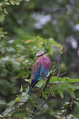 Lilac-breasted roller with head tilted to the left looking slightly forward, sitting on a branch between luscious green leaves