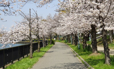 Fototapeta premium 毛馬桜之宮公園の桜