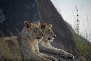 Unwind and Relax: A Pair of Lions Take a Break by the Rocks, Bathed in the Golden Glow of Tanzania's Sunset