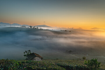 Fanciful dawn with early morning dew on tea plantations at Moc Chau Farm, Son La Province, Vietnam